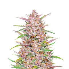 Gorilla Punch Auto, Фасовка: 1
